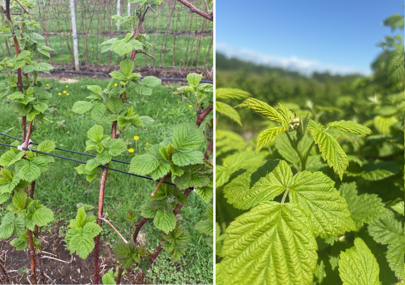 framboise-avertissement-no-7-28-mai-2025